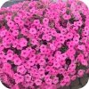 Supertunia Vista Bubblegum 6 sztuk